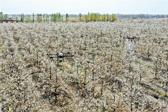  新疆梨农授粉用上无人机，蜂机协同可使香梨每亩增产超500公斤