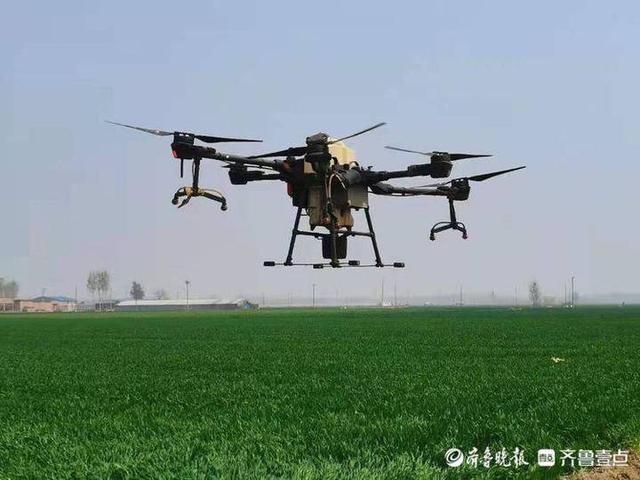 无人机助力8万亩小麦增收，禹城市辛寨镇助推夏粮增产增收